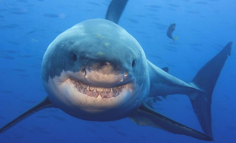 Откусила руку по локоть: акула разорвала бразильца, который зашел в океан справить нужду